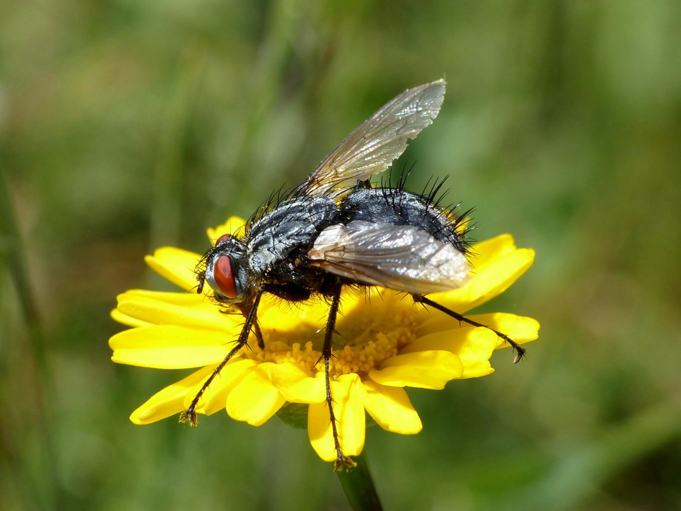 Tachinidae dai tarsi lunghi: Dinera cfr ferina femmina